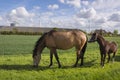 Horses grazing on a meadow with wind turbines Royalty Free Stock Photo