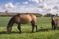 Horses grazing on a meadow with wind turbines Royalty Free Stock Photo