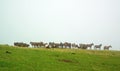 Horses herd in misty green field Royalty Free Stock Photo