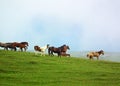 Horses herd in misty green field