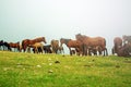 Horses herd in misty green field Royalty Free Stock Photo