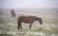 Horses grazing in the mist. Autumn foggy morning. Royalty Free Stock Photo