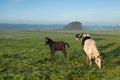 Horses grazing on morning pasture Royalty Free Stock Photo