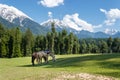 Horses grazing, mountain landscape