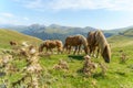 Horses grazing in the mountain meadows in the pyrenees