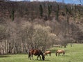 Horses grazing in a mountain pasture.