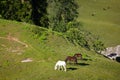 Horses grazing in mountains Royalty Free Stock Photo