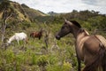 Horses grazing in the mountains.