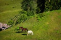 Horses grazing in mountains Royalty Free Stock Photo