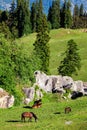 Horses grazing in mountains Royalty Free Stock Photo