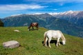 Horses grazing in mountains. Royalty Free Stock Photo