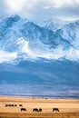 Horses grazing in the mountains at sunset. Altai, Russia. View of North-Chuya ridge Royalty Free Stock Photo