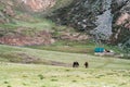 Horses grazing near a cattle farm Royalty Free Stock Photo