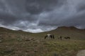 Horses Grazing near chandrataal lake in Spiti Valley