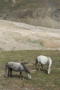 Horses grazing near Chandrataal,Spiti Valley,Himachal Pradesh,India Royalty Free Stock Photo