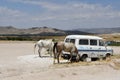 Horses grazing next to an old Ford Transit in the countryside in Cappadocia, Turkey