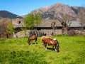 Horses grazing in an old, Roman stable, in TaÃÂ¼ll, Catalonia, Spain Royalty Free Stock Photo