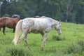 Horses grazing in an open meadow Royalty Free Stock Photo