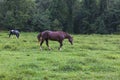 Horses grazing in an open meadow