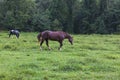 Horses grazing in an open meadow Royalty Free Stock Photo