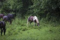 Horses grazing in an open meadow Royalty Free Stock Photo
