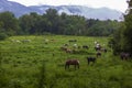 Horses grazing in an open meadow Royalty Free Stock Photo