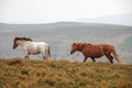 Horses grazing in the mountains