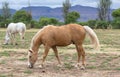 Horses grazing in paddock with Palomino in front ground Royalty Free Stock Photo