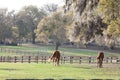 Horses grazing in pasture