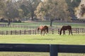 Horses grazing in pasture