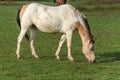 Horses grazing in a pasture in autumn.