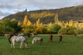 Horses grazing in a pasture in autumn.