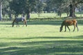 Horses grazing on the pasture field Royalty Free Stock Photo