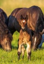 Horses grazing in pasture Royalty Free Stock Photo