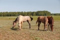 Horses grazing in the pasture at a horse farm Royalty Free Stock Photo