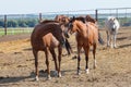 Horses grazing in the pasture at a horse farm Royalty Free Stock Photo