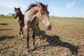 Horses grazing in the pasture at a horse farm Royalty Free Stock Photo