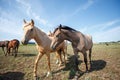 Horses grazing in the pasture at a horse farm Royalty Free Stock Photo