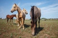 Horses grazing in the pasture at a horse farm Royalty Free Stock Photo