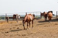 Horses grazing in the pasture at a horse farm Royalty Free Stock Photo