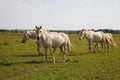 Horses grazing in the pasture at a horse farm Royalty Free Stock Photo