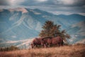 Horses grazing in pasture in mountains. Autumn landscape. Royalty Free Stock Photo