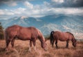 Horses grazing in pasture in mountains. Autumn landscape. Royalty Free Stock Photo