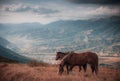 Horses grazing in pasture in mountains. Autumn landscape. Royalty Free Stock Photo