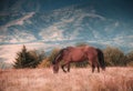 Horses grazing in pasture in mountains. Autumn landscape. Royalty Free Stock Photo