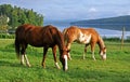 Horses grazing in a pasture by the river Royalty Free Stock Photo