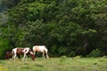Horses grazing on pasture Royalty Free Stock Photo
