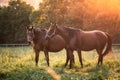 Horses grazing on pasture during sunset Royalty Free Stock Photo