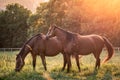 Horses grazing on pasture during sunset Royalty Free Stock Photo