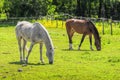 Horses grazing in a pasture Royalty Free Stock Photo